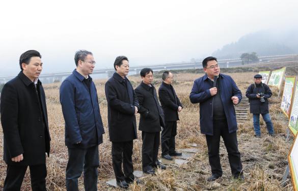 市区两级领导于张家界茅岩河投资公司【土家贡】莓茶产业园基地调研、检查、指导工作