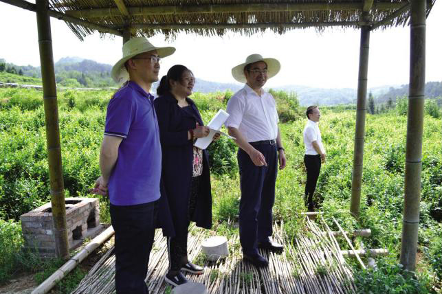 张家界市委副书记/市长刘革安，永定区委副书记/区长朱法栋一行视察张家界茅岩河投资有限公司【土家贡】莓茶产业园基地发展情况