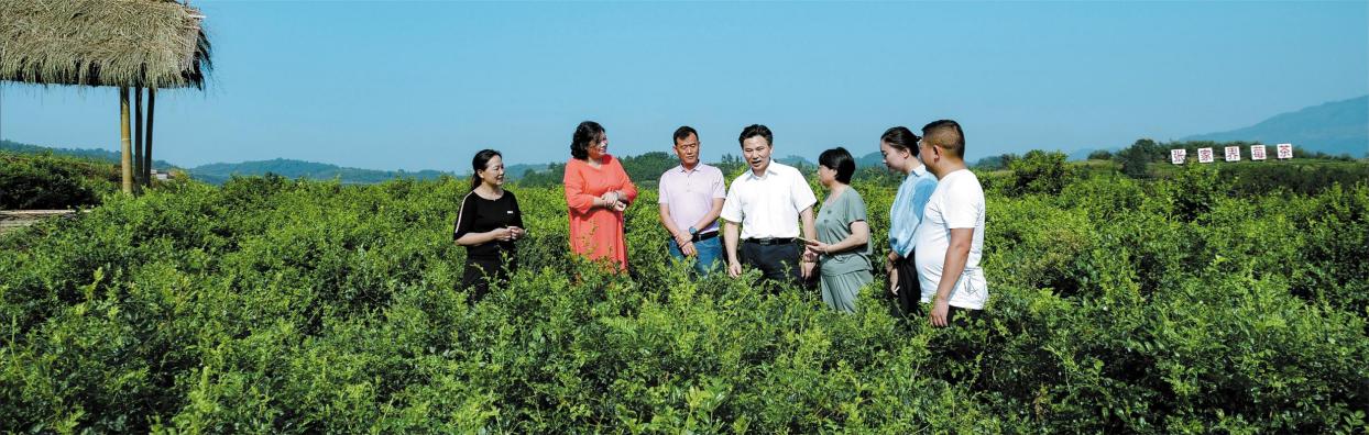 张家界市永定区委书记祝云武于张家界三家馆乡[土家贡]莓茶产业园基地 接受《科技创新与品牌》杂志社社长宋文芳采访