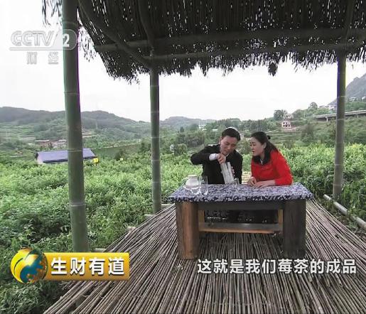 张家界市永定区委书记祝云武于三家馆乡【土家贡】莓茶产业园基地接受CCTV2《生财有道》栏目记者采访