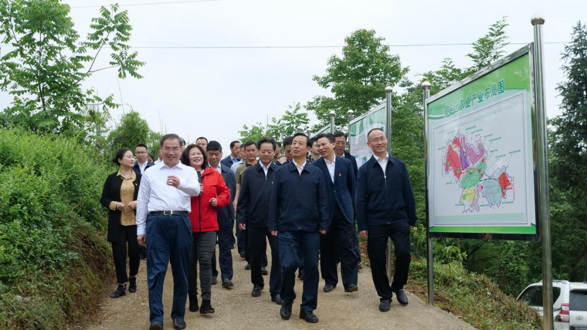 2020 年 5 月 9 日，湖南省委副书记、省长许达哲到茅岩河投资莓茶基地实地调研指导张家界莓茶产业发展及助力脱贫攻坚工作